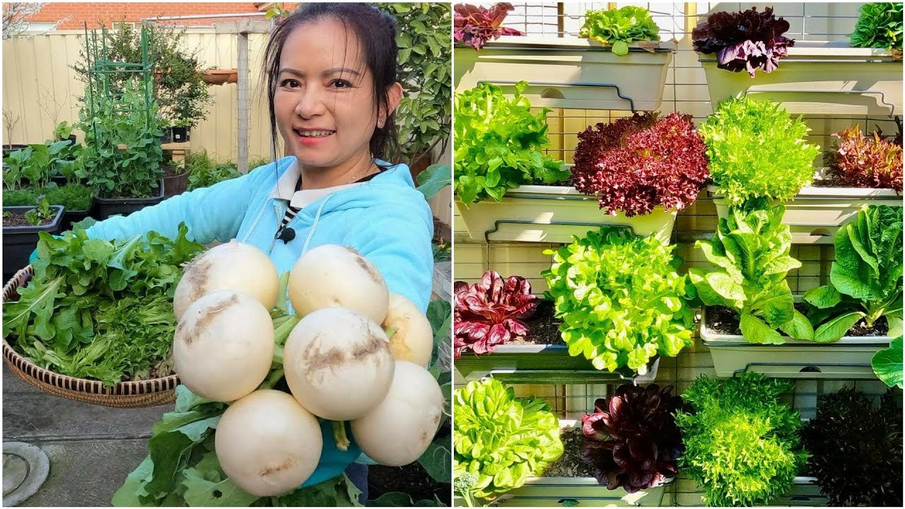 Thu hoạch củ cải trứng, xà lách hoa hồng và cải thìa sau vườn ở Úc|Sang La Úc Châu