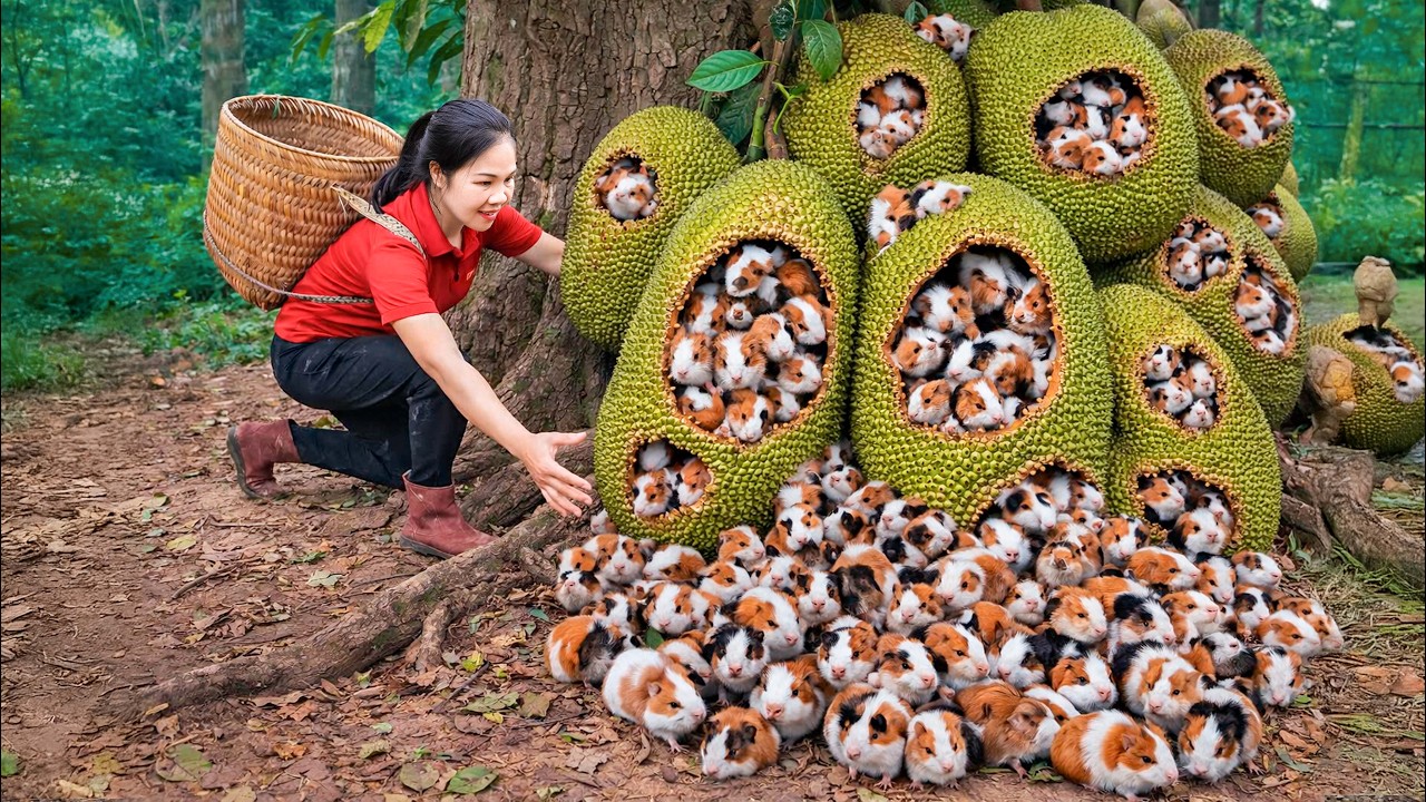 Harvesting 1000+ Jackfruit Guinea Pig & Go to Market Sell | Full Harvest From Start to Finish