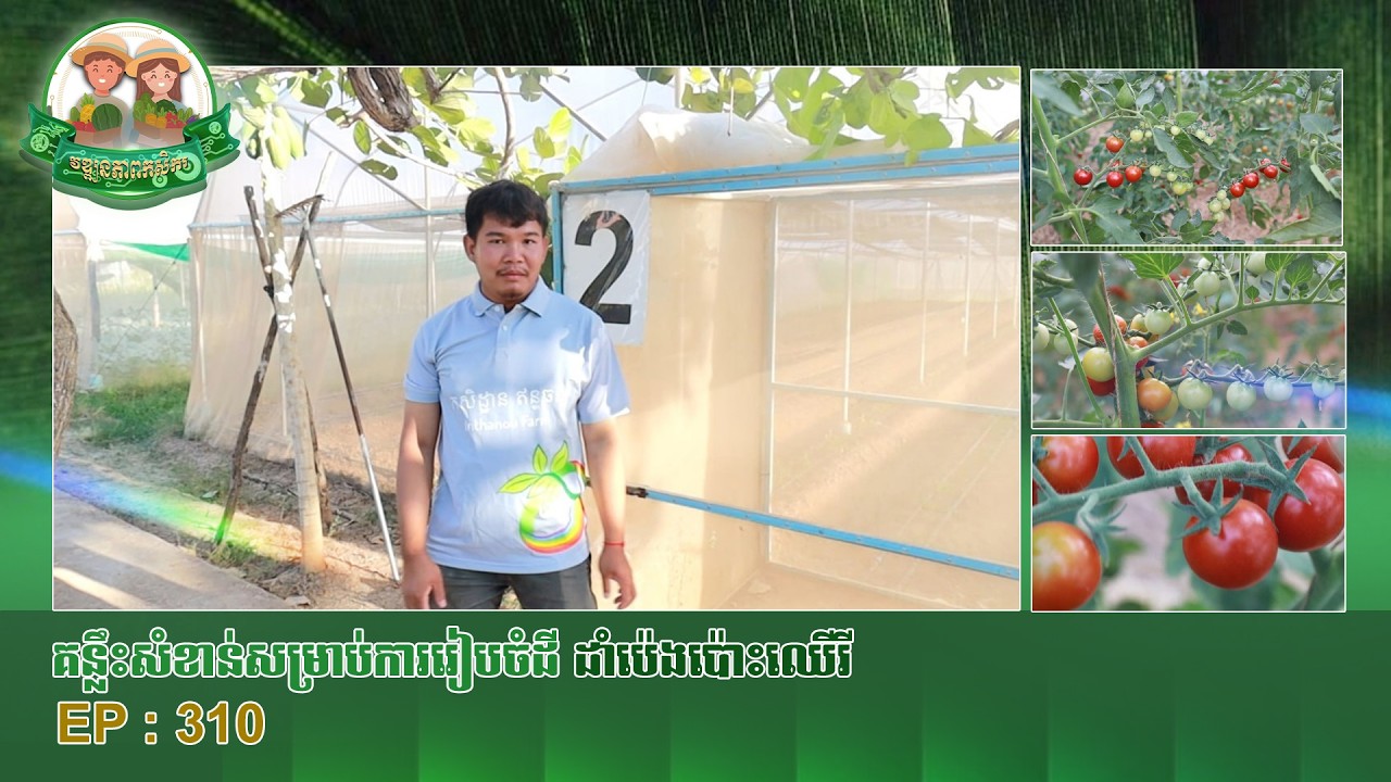 វឌ្ឍនភាពកសិករ​ ៖​​​​​​​​ គន្លឹះសម្រាប់ការរៀបចំដីដាំប៉េងប៉ោះឈើរី