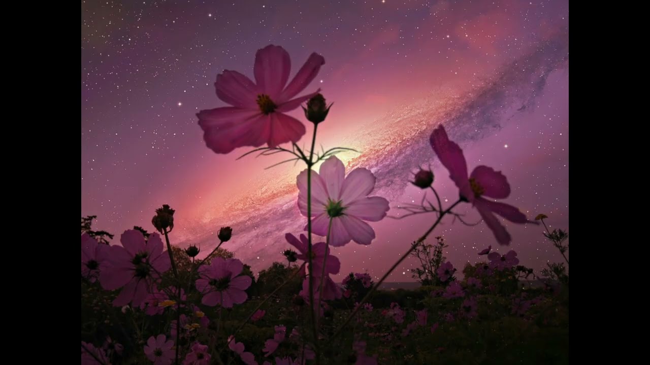 j^p^n - Bloom (Slowed and Reverb)