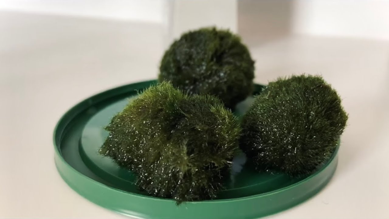 cleaning my marimo moss balls! ✺