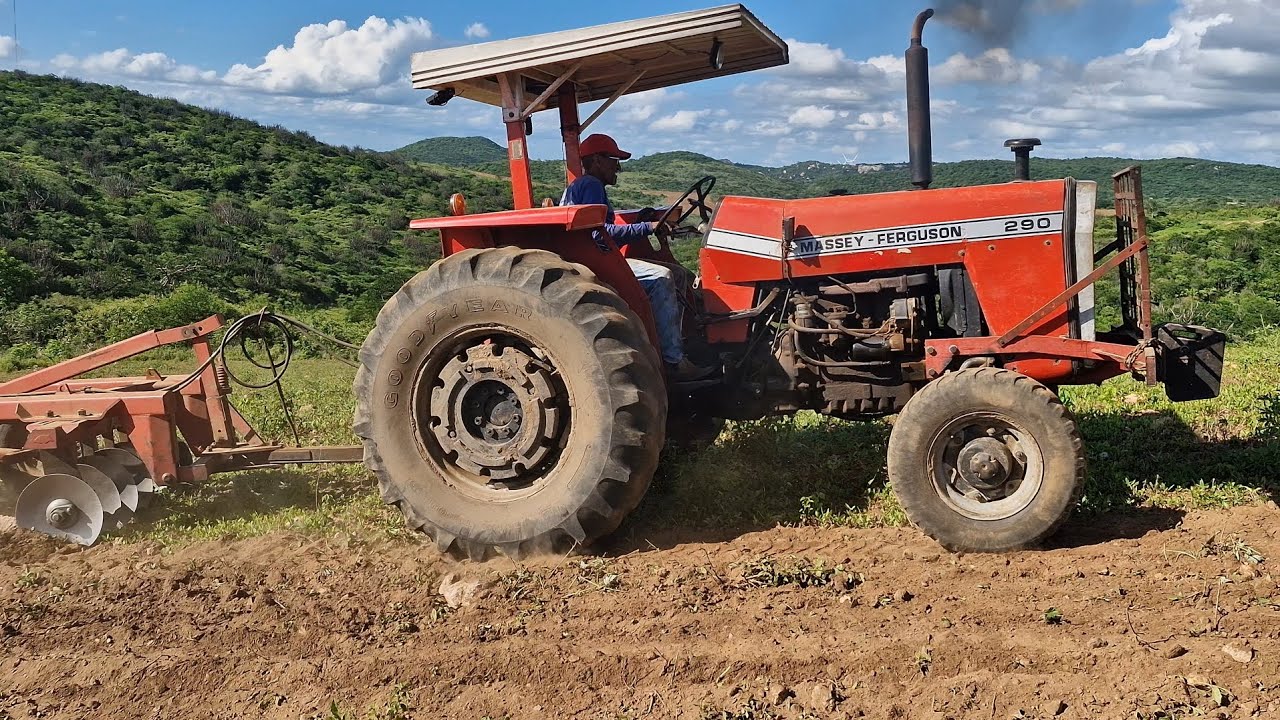 Trator MF 290 gradeando uma terra no final da comunidade barbaço