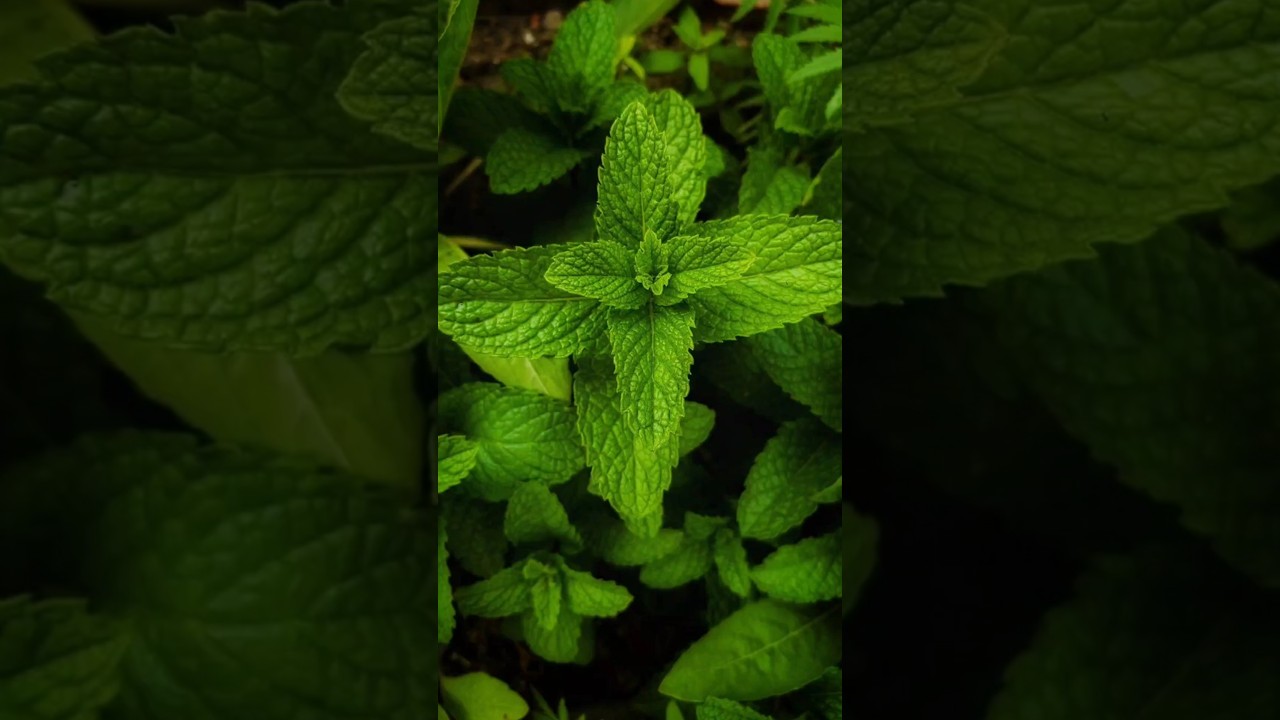 5 Health Benefits of Mint
