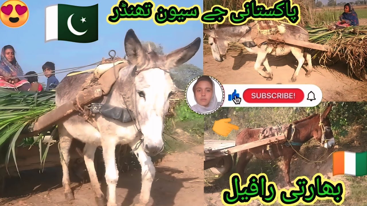 پاکستانی j7 تھنڈر🇵🇰👉 بھارتی طیارہ رافیل🇨🇮👉