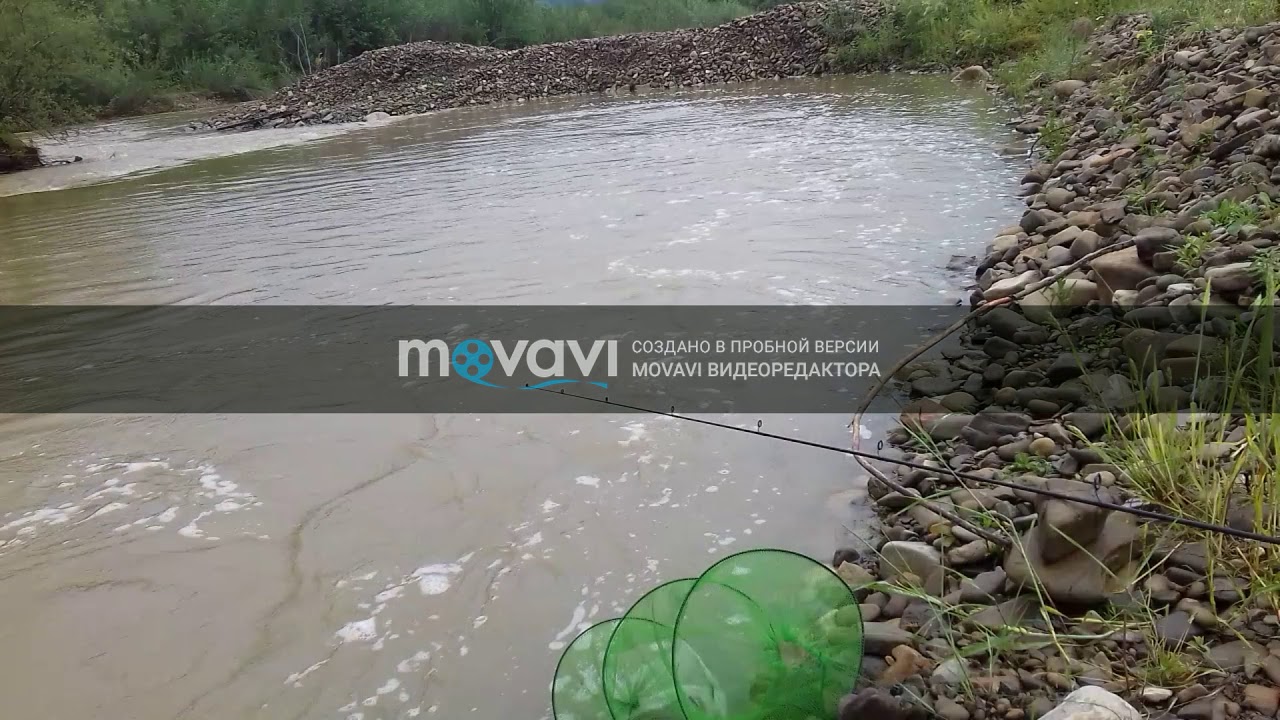 Ловлю рибу МОРЕНА на річці.