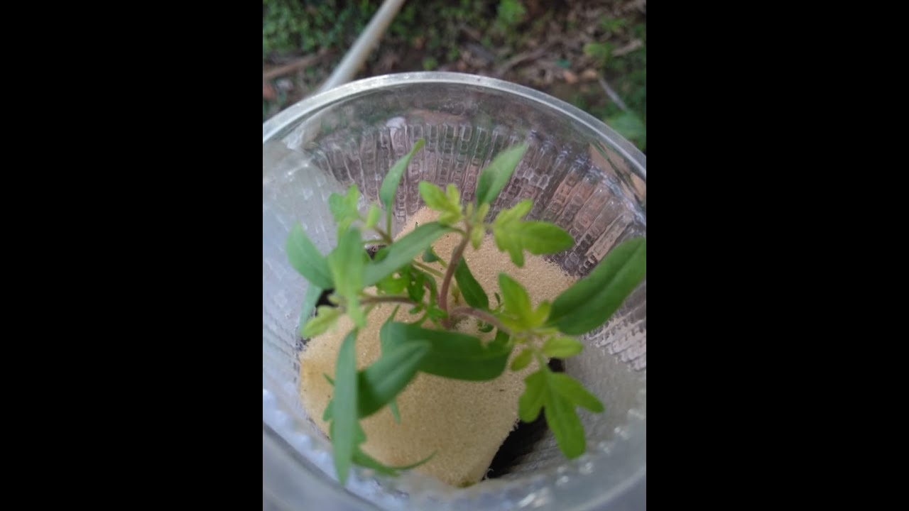 Small Hydroponics system using Nutrient Film Technique (NFT)