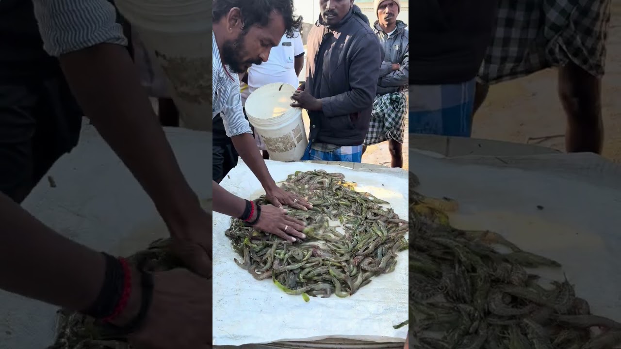 முத்துக்குடா மீன் மார்க்கெட் மீன் இரால் நண்டு ஏலம்