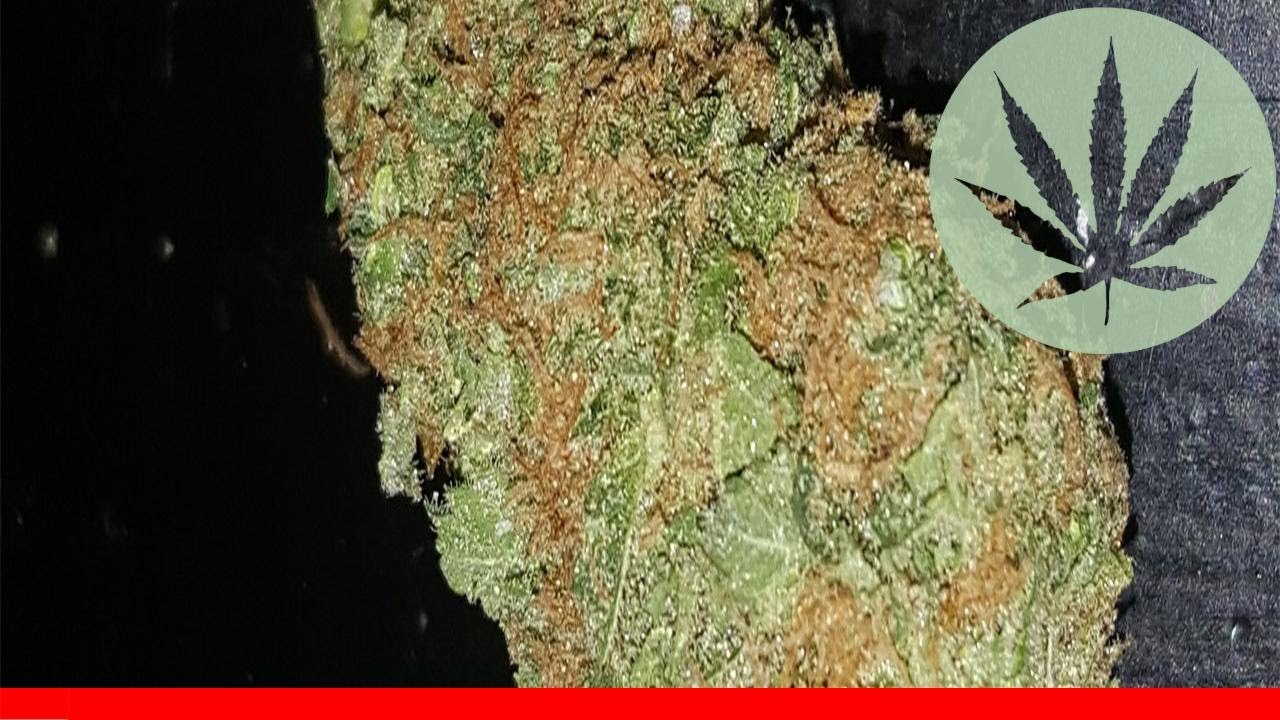 Alien Kush - All About This Strain