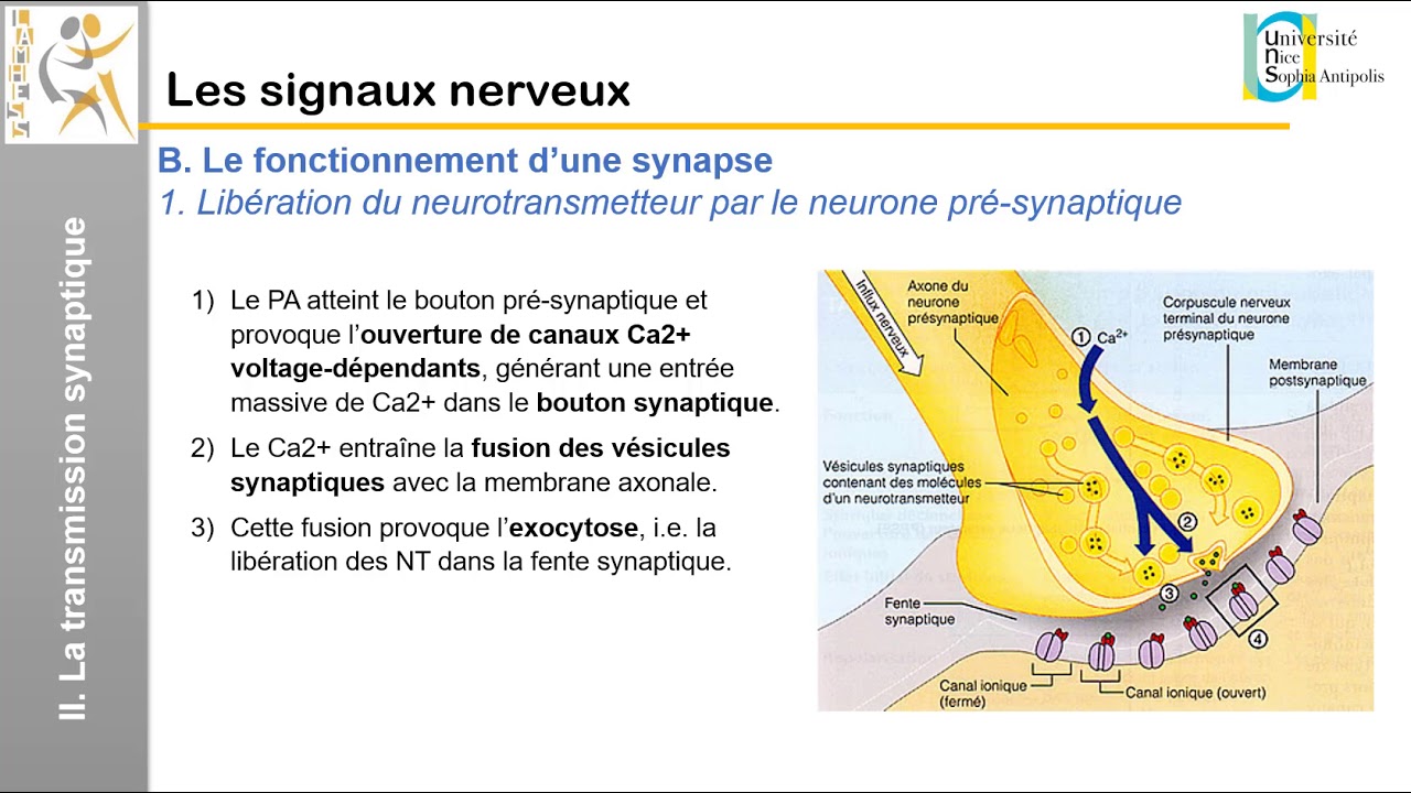 II. Les signaux nerveux: La transmission synaptique (1)