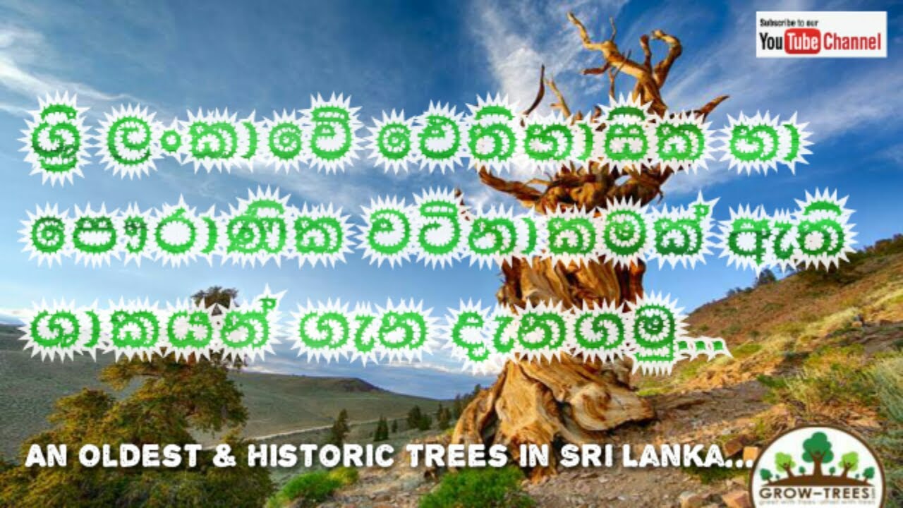 An Oldest & Historical Trees in Sri Lanka - An Unbelievable & Valuable Trees - Kesara Productions