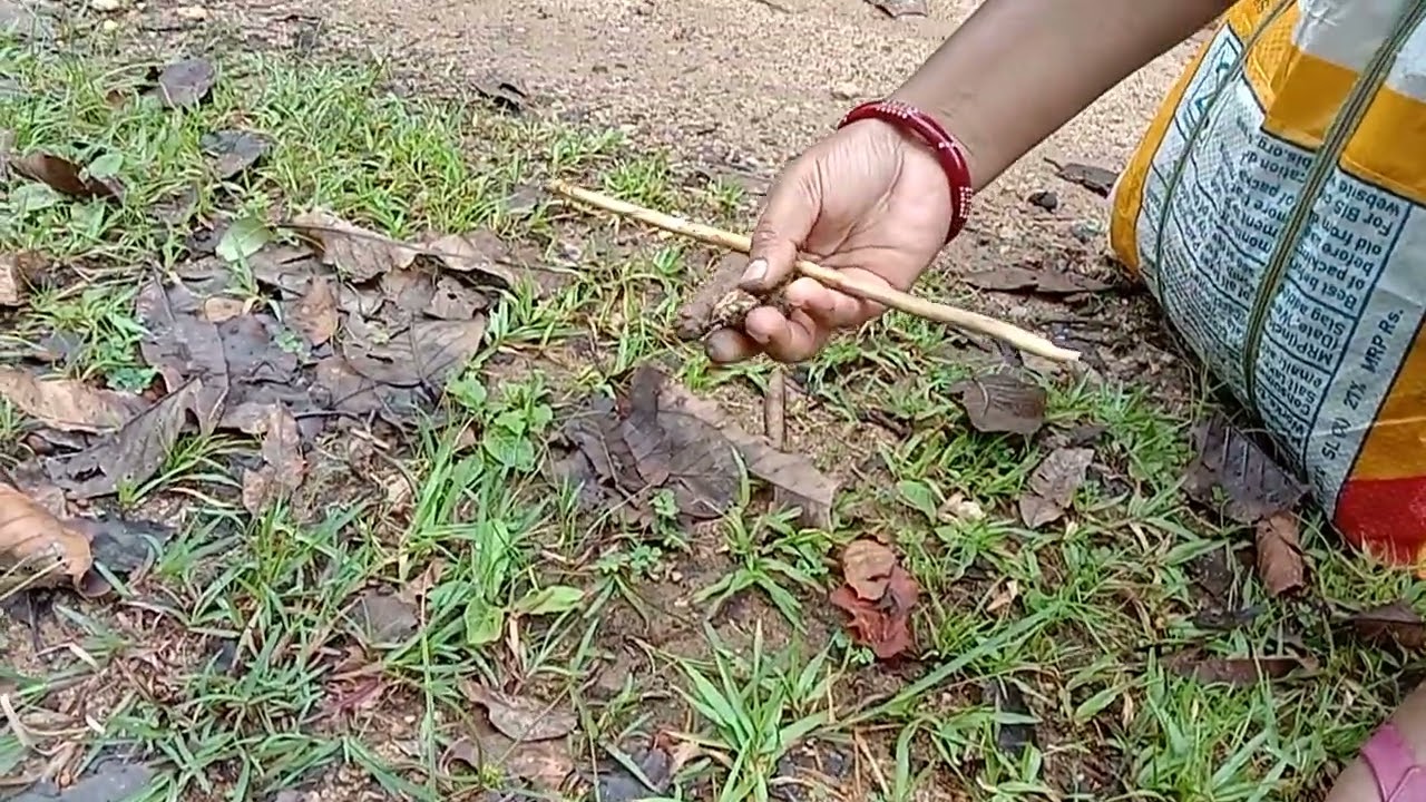 IN SEARCH OF (ROUND mushroom(putu)
