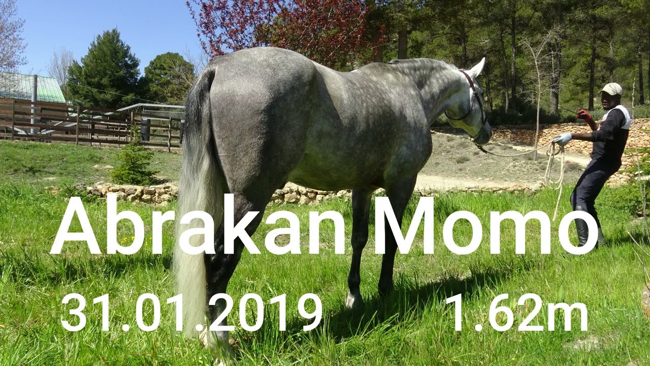 Sell Andalusier PRE  Abrakan  Momo