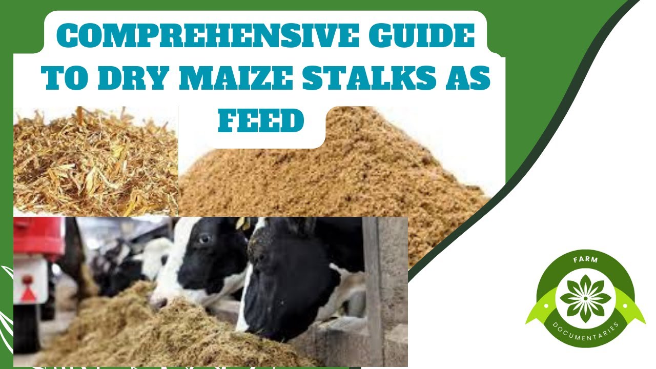 From Field to Feed: The Comprehensive Guide to Using Dry Maize Stalks