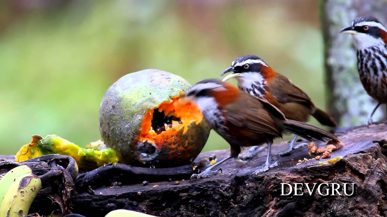 小彎嘴 Lesser Scimitar Babbler