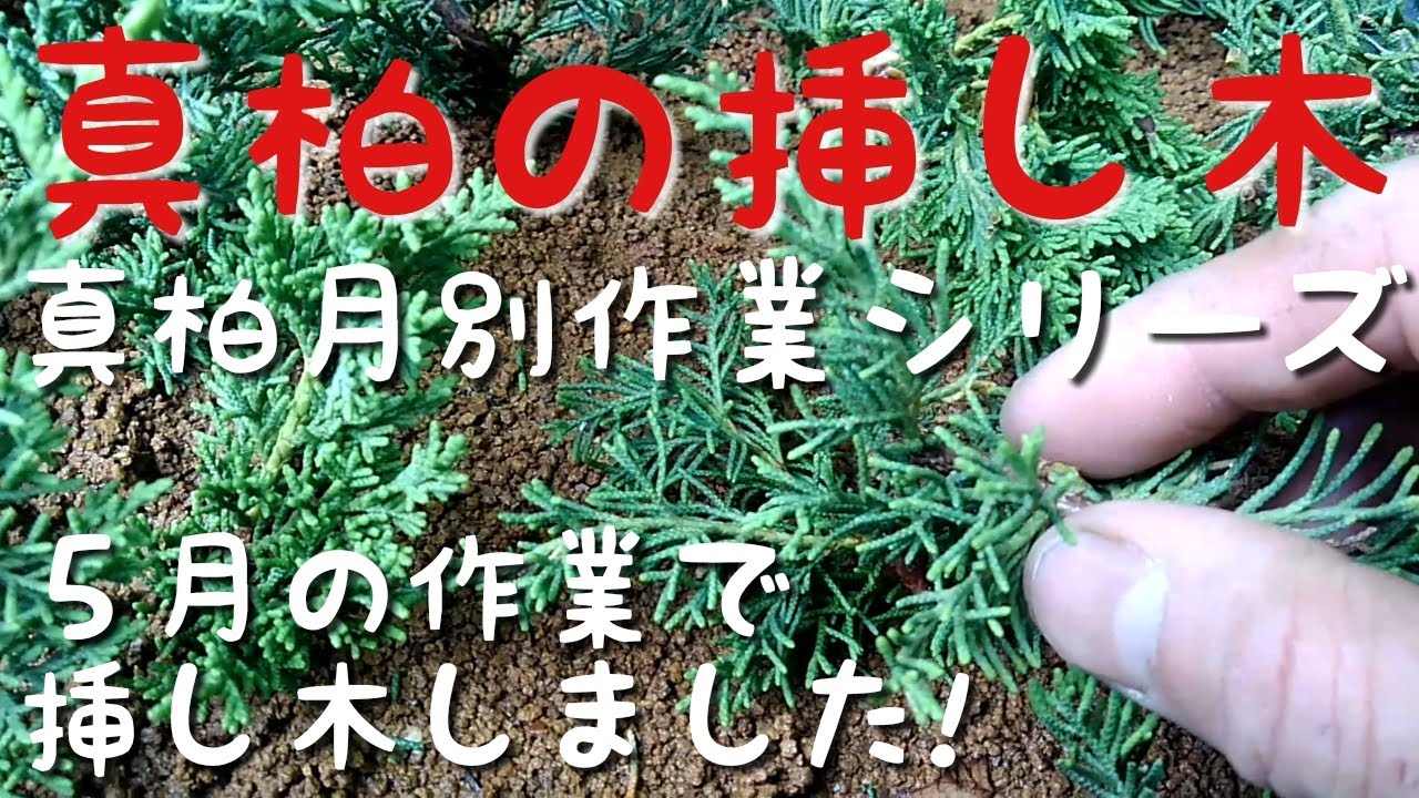 真柏の挿し木　真柏月別作業シリーズ５月の作業で挿し木しました！