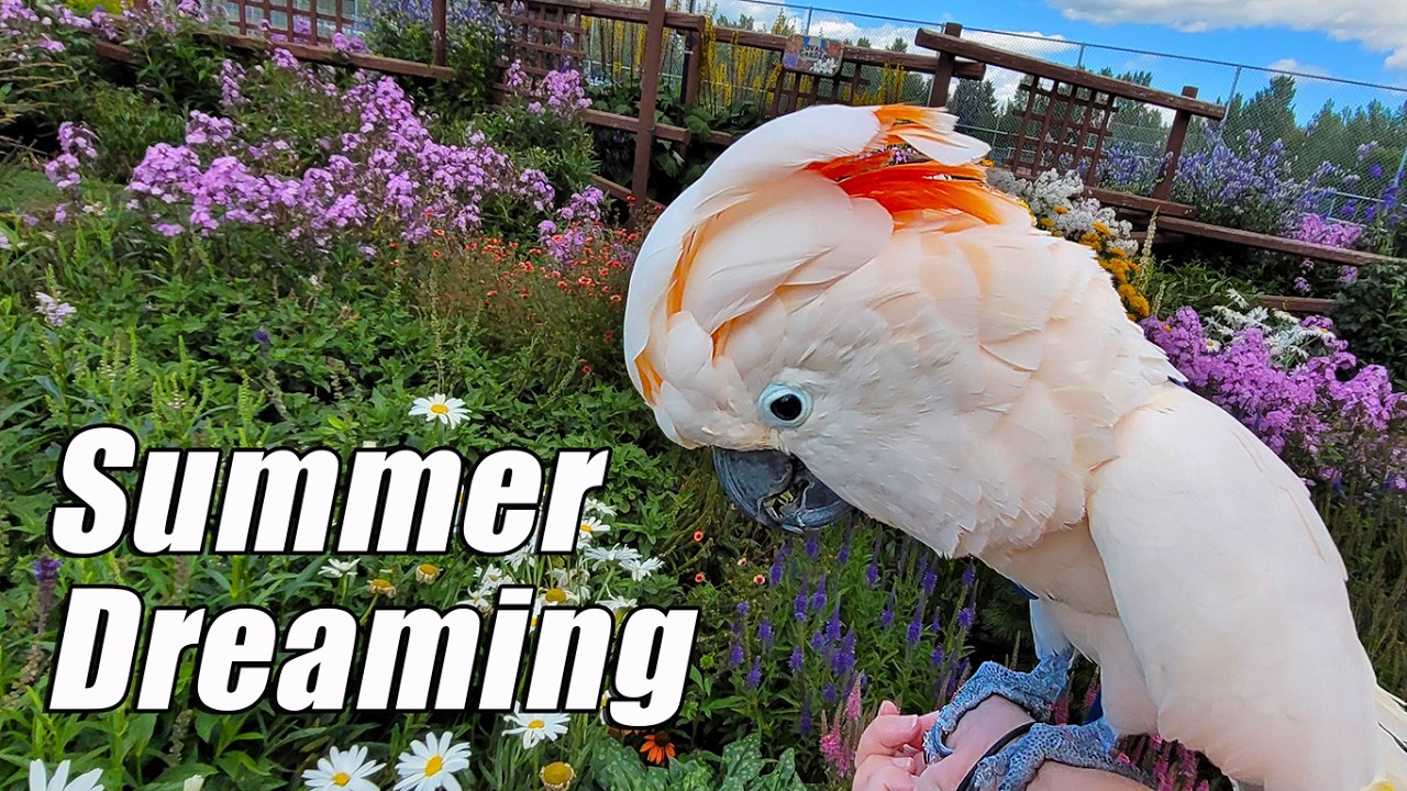 Dreaming of Summer: Max’s Sunniest Outdoor Adventures! 🌞