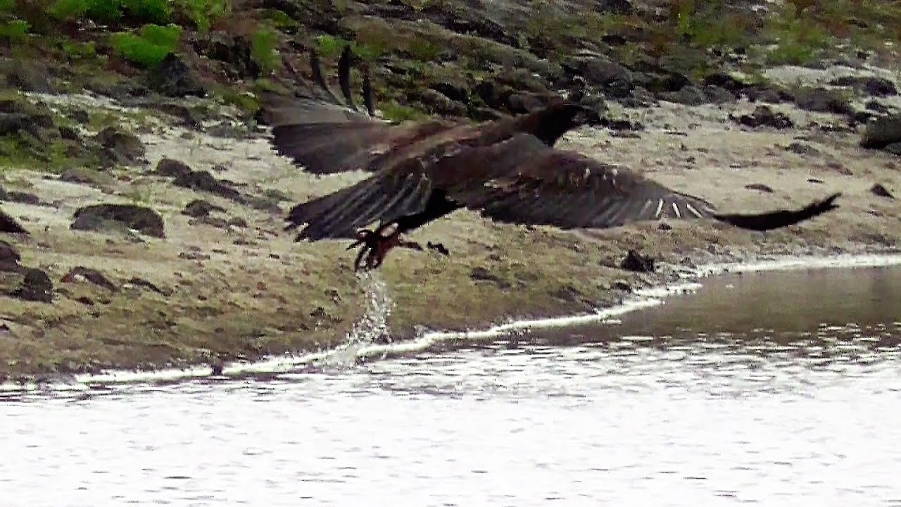 SWFL Eagles_E9's Morning Of Fly Abouts & Dipping Talons At Yonder Pond 04-19-17