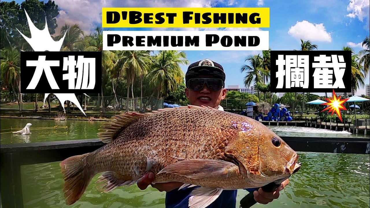 EP23新场试钓真过瘾，另一个让人垂涎的怪物天堂！不要讲Bojio。Singapore D'best Fishing Premium Pond.