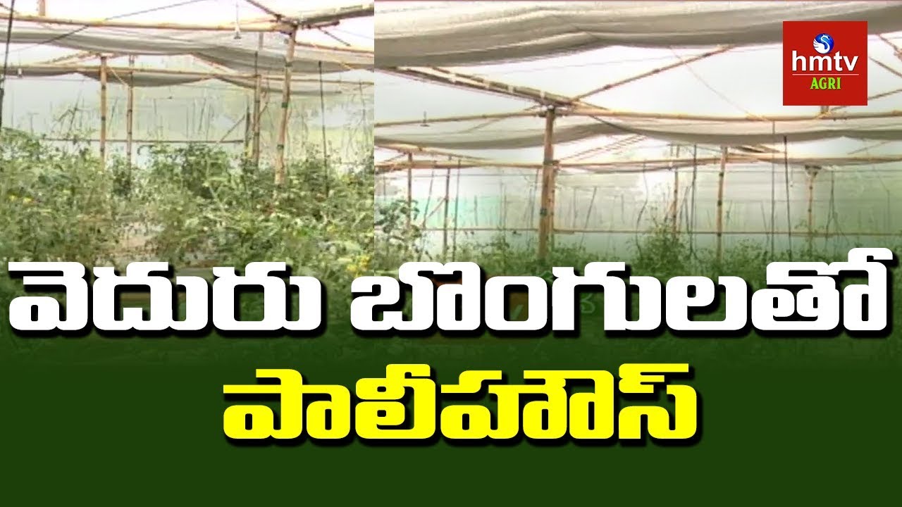 Poly House Making with Bamboo | Polyhose Farming by Venkateswara Rao | hmtv Agri