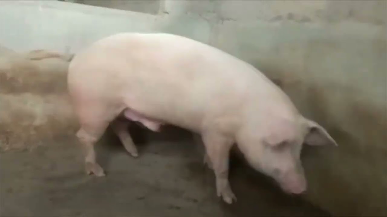 Costa Brava porc Landrace