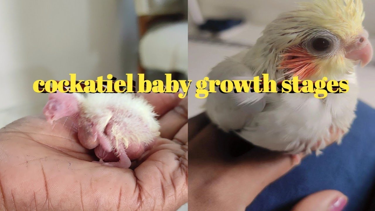 Baby Cockatiel Growth Day by Day || Baby chick to First flying Cockatiel