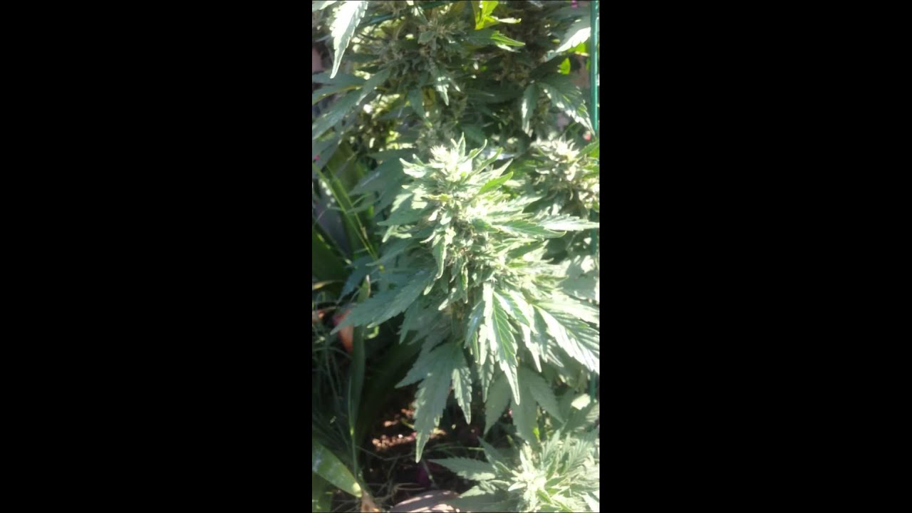 green crack