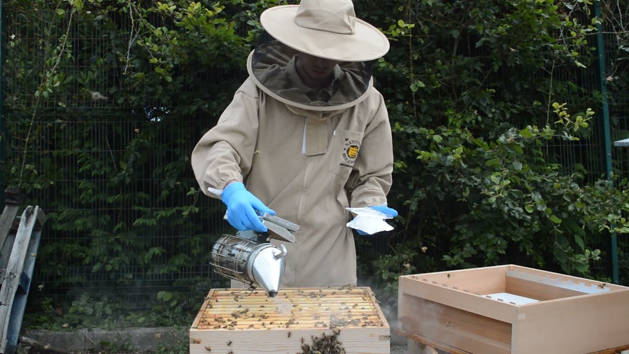 Beekeeping Guide: Treating Bees For Varroa With Apiguard