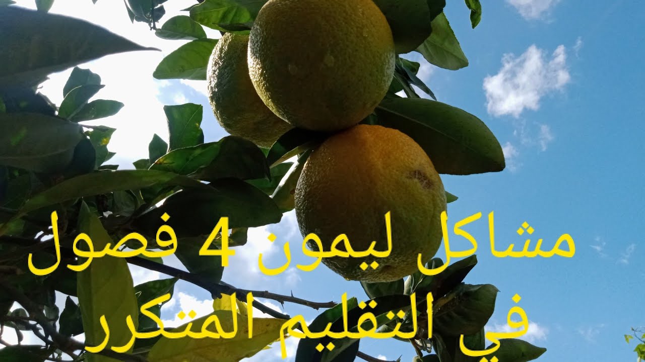 اجي تشوف نتائج تقليم الليمون اربع فصول