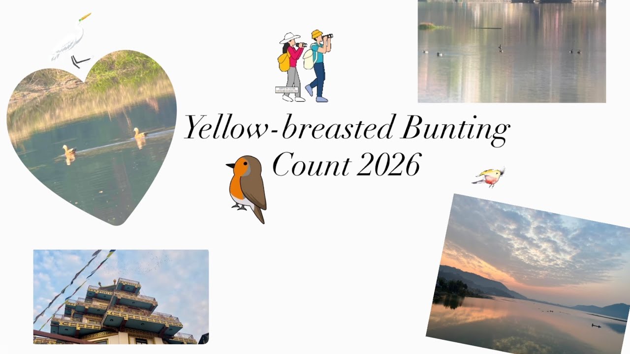 Birding in Phewa Lake Pokhara | Counting Yellow-breasted Bunting |