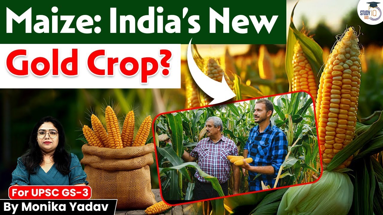 Is Maize India’s New Gold? The Crop Revolutionizing Indian Agriculture | Studyiq