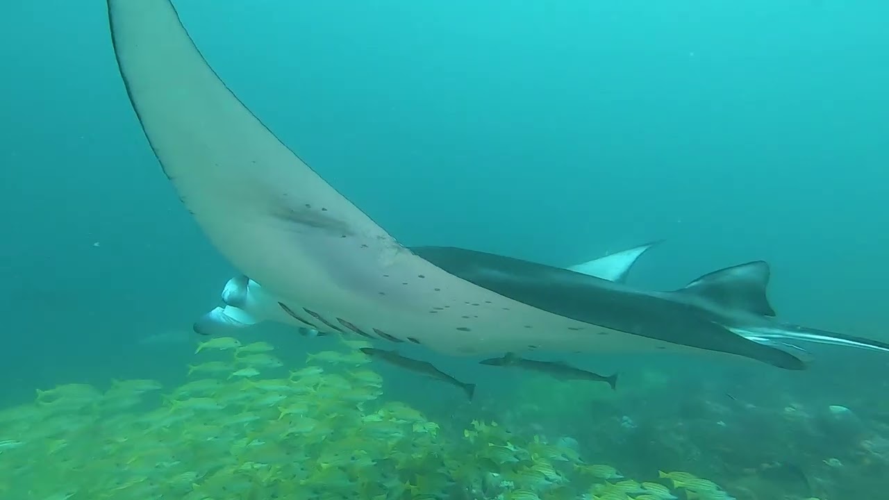 Athuruga Maldives Diving 2023