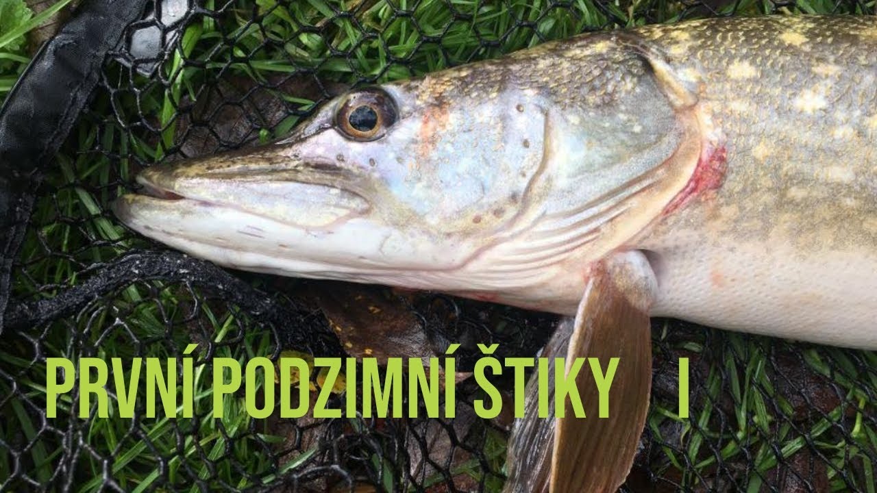 Prvn&iacute; podzimn&iacute; &scaron;tiky, d&iacute;l I. (M&aacute;lem rozpůlen&aacute; &scaron;tika)