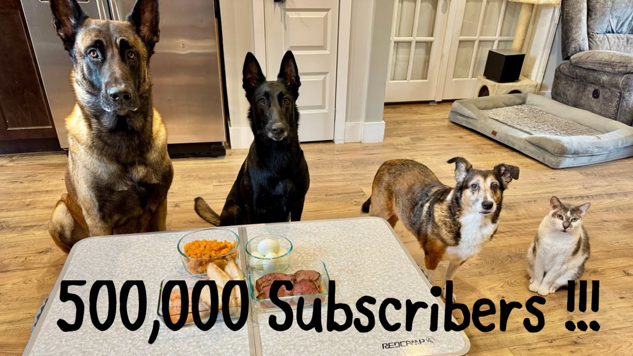 У «Собаки» 500 000 подписчиков! #собачьямама #бельгийскиймалинуа #умнаясобака