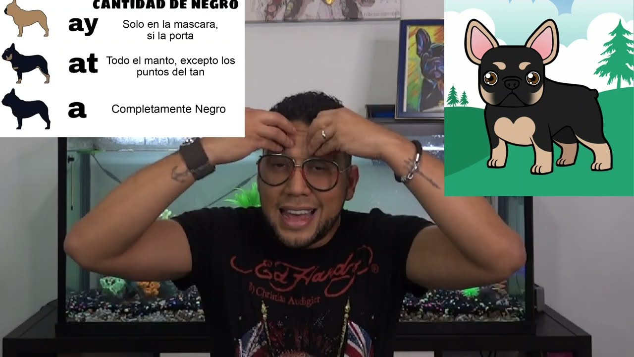 Cómo tener frenchies fawn And tan y Sólidos: LOCUS AGOUTI