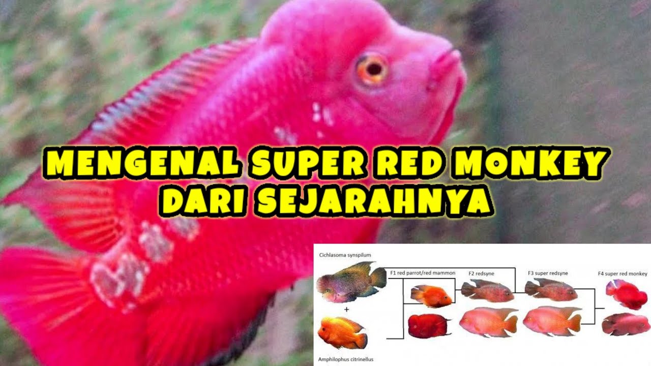 Asal Usul Ikan Super Red Monkey