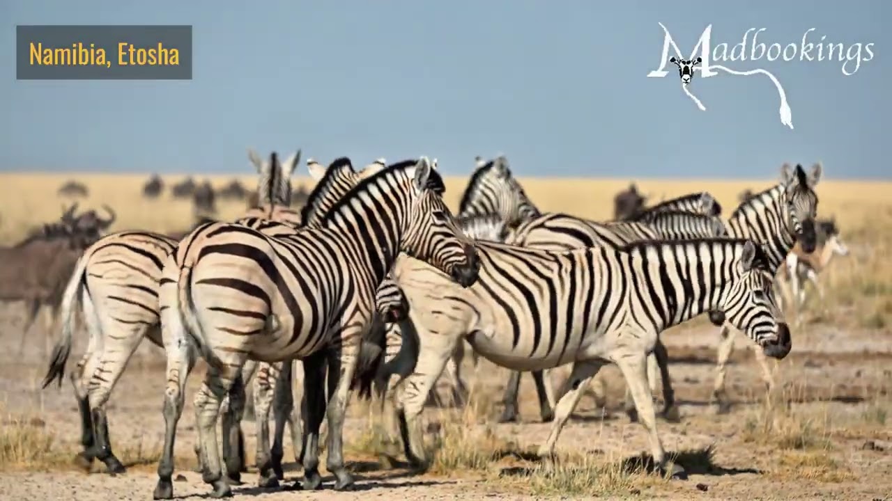 Hooves and Hunters at the Waterhole: Etosha Wildlife Moments
