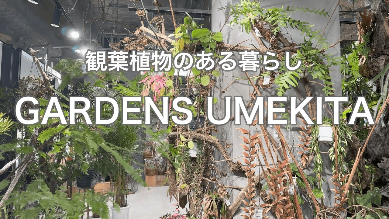 【観葉植物】やっと行ってきた！コーナンが手がけるガーデンズうめきた
