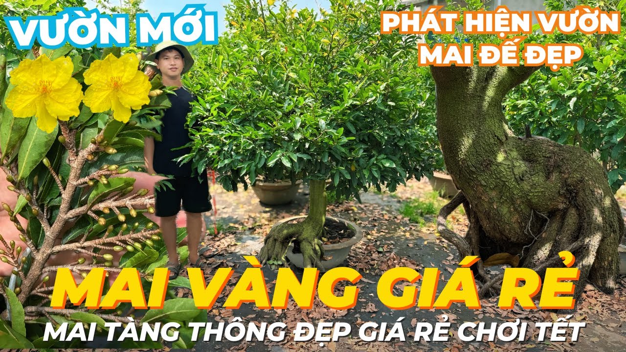 20-01 THÀNH TÍN Giao Lưu Mai Vàng Giá Rẻ, Mai Tàng Thuần Chậu Giá Rẻ Đế Đẹp Bao Nụ • THÀNH TRỌNG LÊ