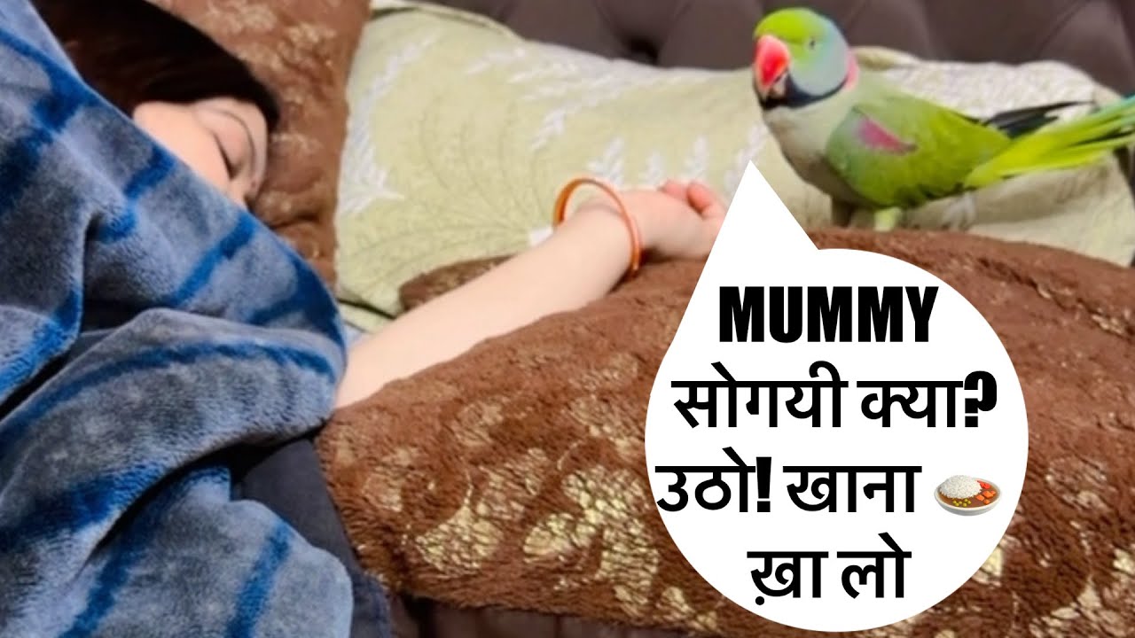मम्मी उठो मुझे खाना 🍛 दे दो 🦜बोलने वाला तोता 🦜😇