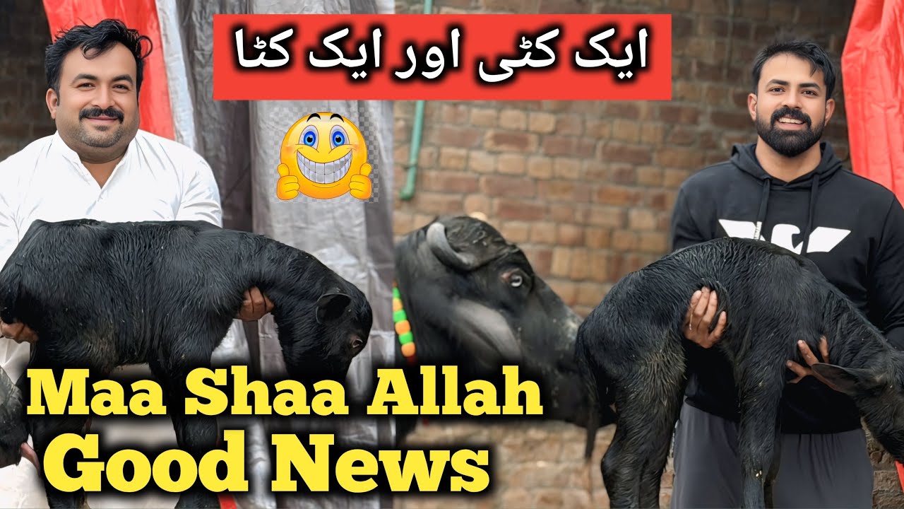 2 Buffalo Ki Tarf se Good News buffalo 🐃🎉 | ایک کٹی اور ایک کٹا اور آگئے