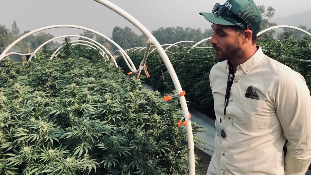 Henry&rsquo;s Original CEO Talks Propietary Spyrock OG Strain @ Their Mendocino County Farm