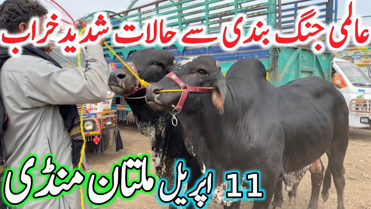 Today Multan Cow Mandi 2026 Qurbani Video | Sahiwal Cholistani Ablak Nukre & Brhaman Bachre Rates🔥