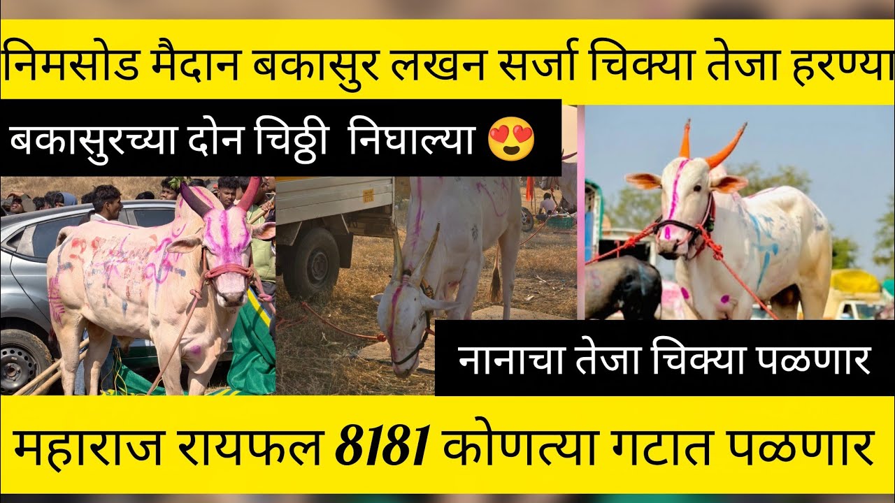 निमसोड मैदान बकासुर लखन सर्जा चिक्या तेजा हरण्या रायफल8181 कोणत्या गटात पळणार/बकासुरची चिठ्ठी निघाली