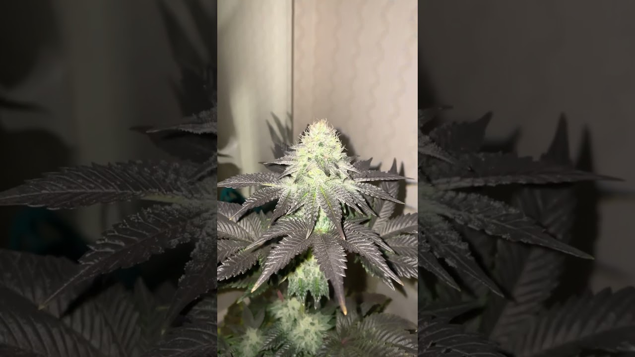 Day 44 Flower | Ethos genetics #shorts