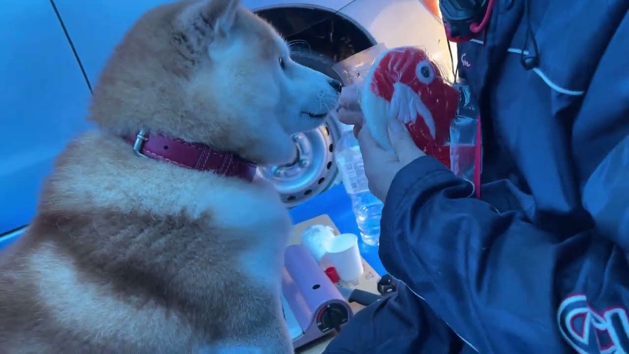 3rd day after the earthquake. Shibe finally has an appetite and eats food.