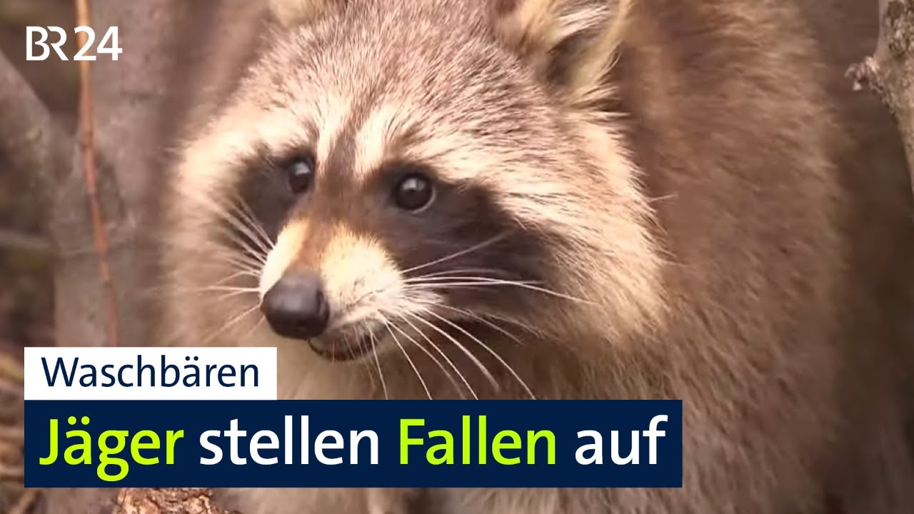 Invasiver Allesfresser: Waschb&auml;ren sind am Untermain zur Plage geworden | BR24