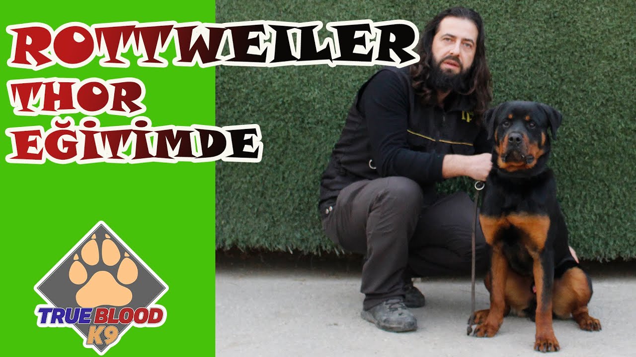 ROTTWEILER THOR EĞİTİME BAŞLADI - ROTTWEİLER CİNSİ KÖPEK EĞİTİMİ