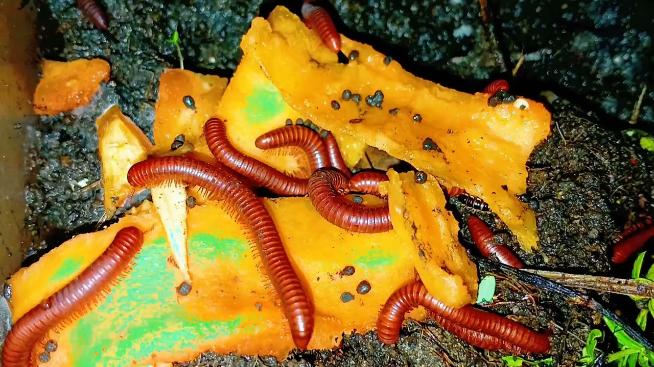 "Your Ultimate Guide to Millipede Care: From Terrarium Setup to Feeding!"