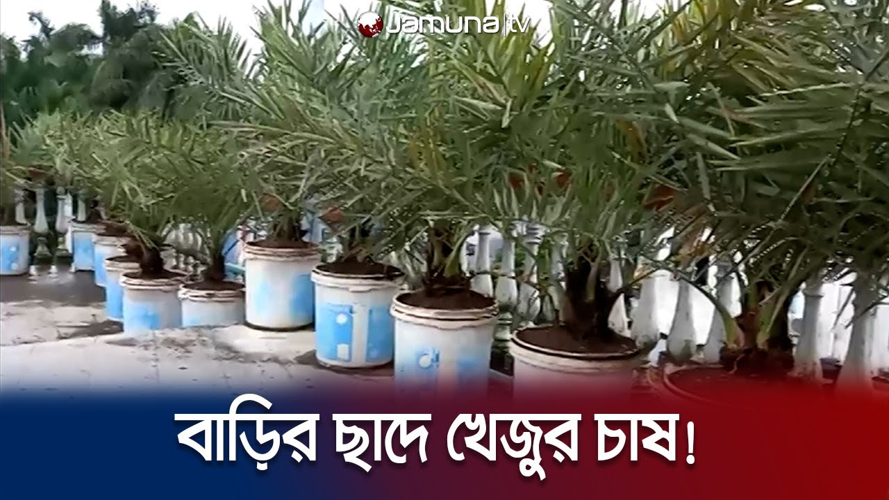 মরুর দেশ থেকে এনে নিজ বাসার ছাদে খেজুর বাগান | Kushtia Live | Jamuna TV