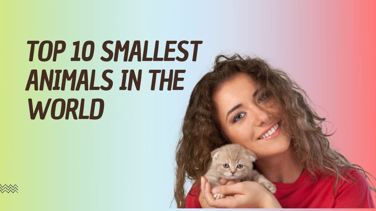 Top 10 Smallest animals in the world | Animals Pro Zoo